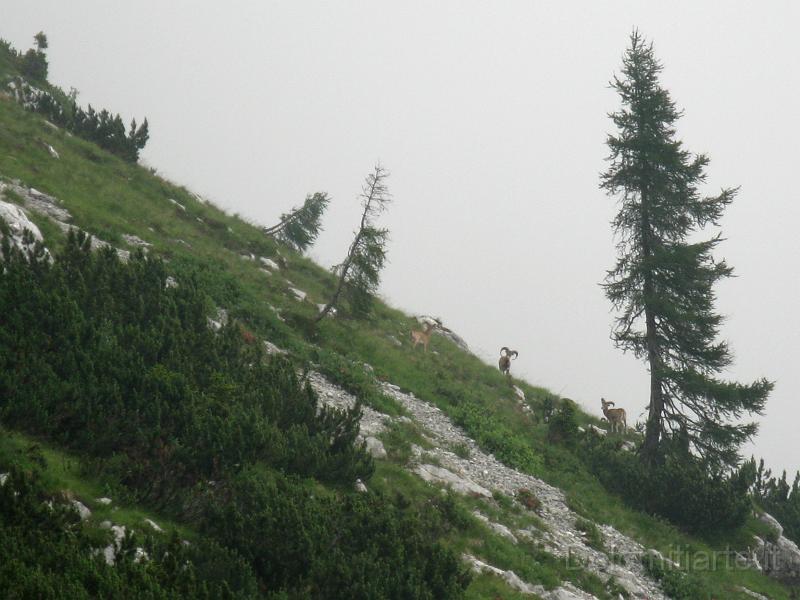 giro pizzocc scelte (1).jpg - Pascoli di Cimia gruppo di Mufloni al pascolo